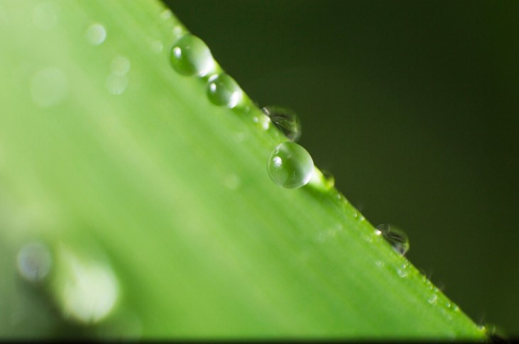 Gotas Naturales